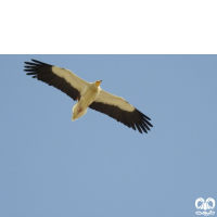 گونه کرکس مصری Egyptian Vulture